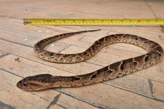 Xenodon rabdocephalus image