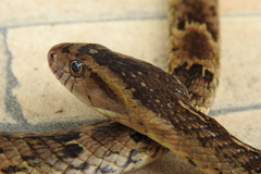 Xenodon rabdocephalus image