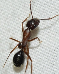 Camponotus sylvaticus