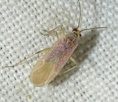 Stenoparia putoni