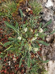 Astragalus depressus