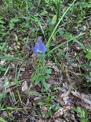 Scutellaria integrifolia