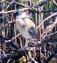 Nycticorax nycticorax