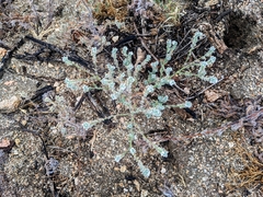 Johnstonella