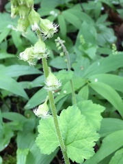 Tellima grandiflora