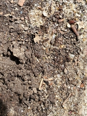 Tetramorium