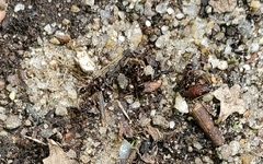 Tetramorium