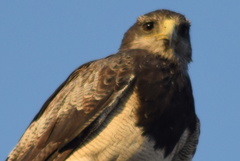 Geranoaetus melanoleucus australis
