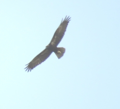 Circus aeruginosus