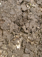 Tetramorium