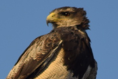 Geranoaetus melanoleucus australis