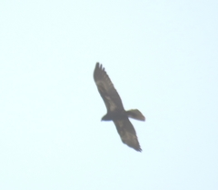 Circus aeruginosus