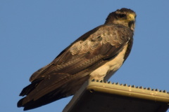 Geranoaetus melanoleucus australis