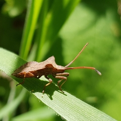 Coreus marginatus