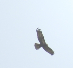 Circus aeruginosus