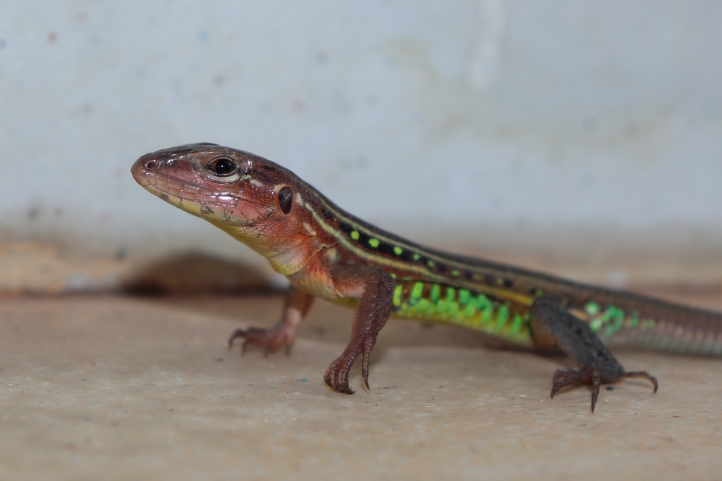 Eastern South American Whiptails