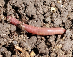 Lumbricus terrestris