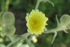 Andryala integrifolia