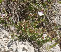 Capparis orientalis