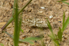 Eufidonia notataria