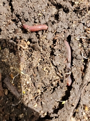 Lumbricus terrestris