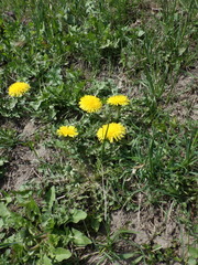 Taraxacum officinale
