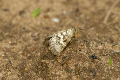 Eufidonia notataria