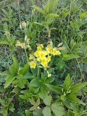 Primula × polyantha