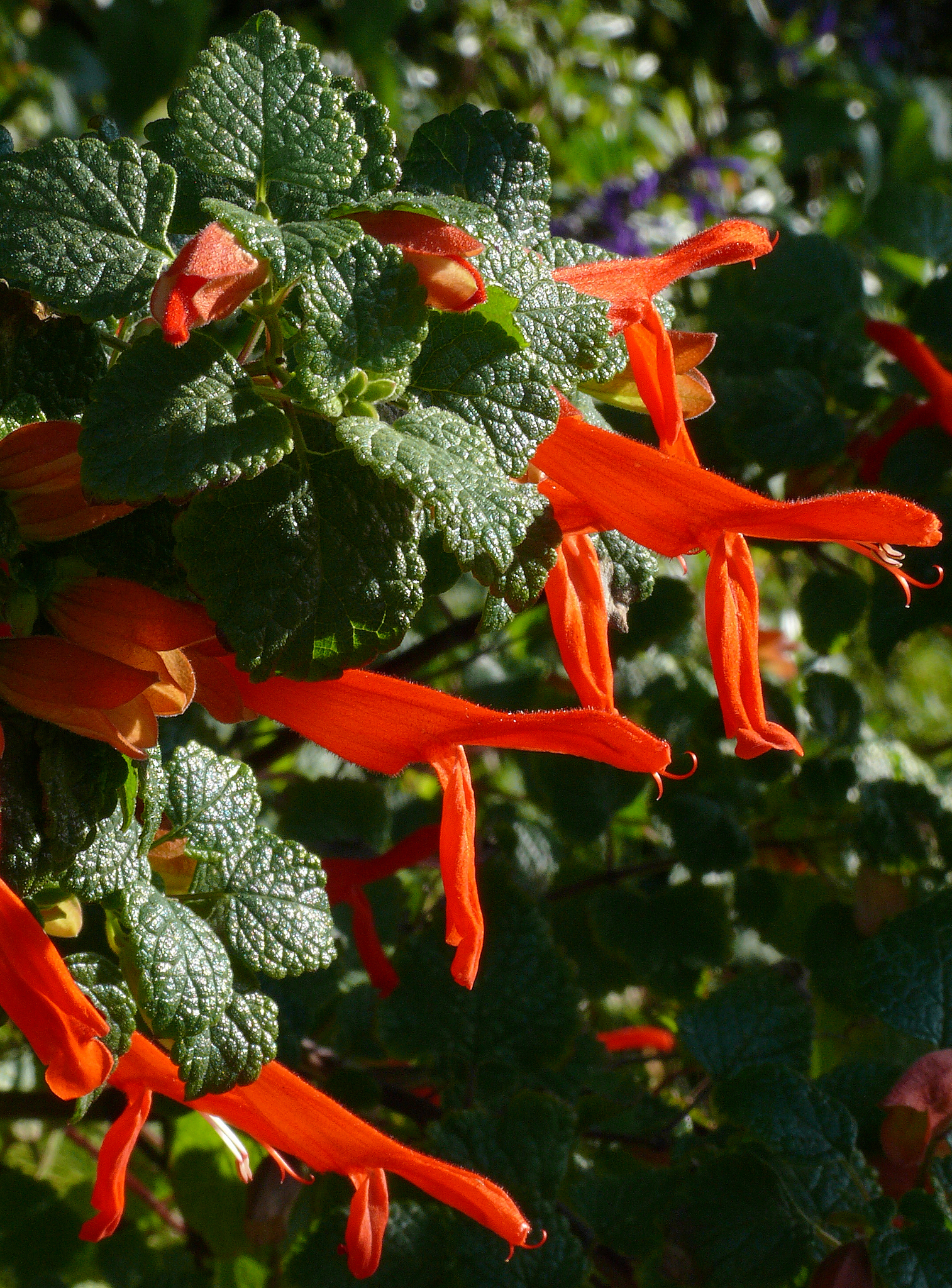 Salvia regla