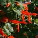 Salvia regla - Photo (c) James Gaither,  זכויות יוצרים חלקיות (CC BY-NC-ND)