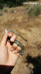 Diadophis punctatus vandenburgii