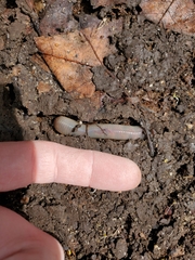 Lumbricus