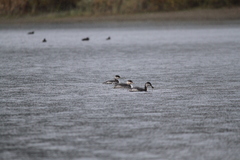 Podiceps auritus cornutus