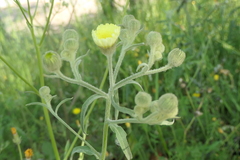 Andryala integrifolia