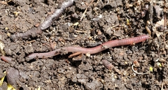 Lumbricus