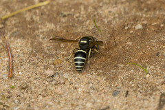 Ancistrocerus waldenii