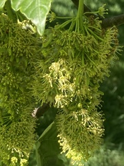Acer pseudoplatanus