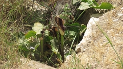 Arum palaestinum