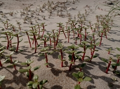 Blutaparon portulacoides