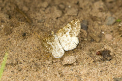 Eufidonia notataria