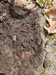 Lumbricus