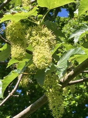 Acer pseudoplatanus