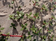 Blutaparon portulacoides