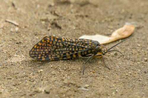 Panther Giant Caddisfly