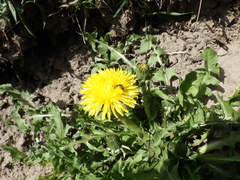 Taraxacum officinale