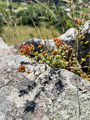 Crassula obovata