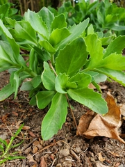 Hylotelephium