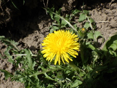 Taraxacum officinale