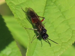 Taxonus agrorum