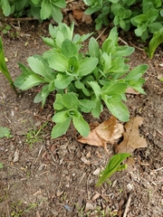 Hylotelephium